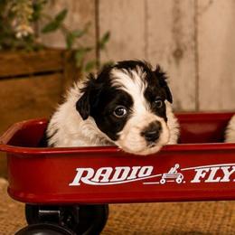 Titan - Parti male Miniature Schnauzer puppy in Bloomington, California from Michael's Minis