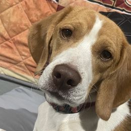 Beagles from 831 Beagles