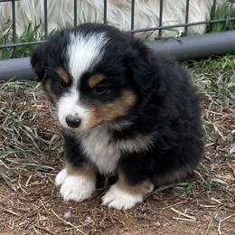 Black tri boy 1 - Black tri male Toy Australian Shepherd puppy in Lame Deer, Montana from Bar M Toy Aussies