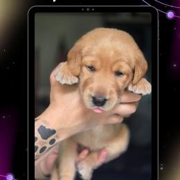 Pink Collar - Pluto - Yellow female Labrador Retriever puppy in Sumerduck, Virginia from Cedar Mountain Retrievers