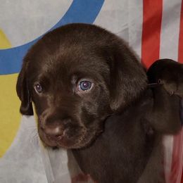 Kevin - Labrador Retriever puppy from Patriot Labrador Retrievers