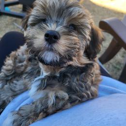Greta Garbo - Chocolate sable female Havanese puppy in Conroe, Texas from Puppies For A Purpose