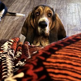 Annie - Basset Hound