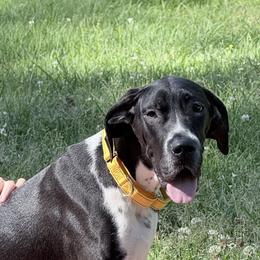 Brandy - Black female Great Dane puppy in Gonzales, Louisiana from Anstatt House Of Danes