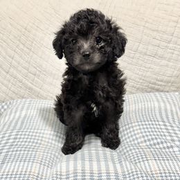 Rudy - Labradoodle puppy from Adonai Ra'ah Farms