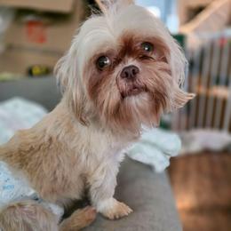 Kiwi Keela Marie - Liver female Shih Tzu puppy in Troy, Ohio from Ever After Tails