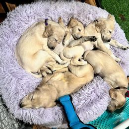 Saluki Puppies from Srinagar Salukis