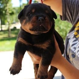 Rottweiler Puppies from Von Fields Rottweiler Kennels