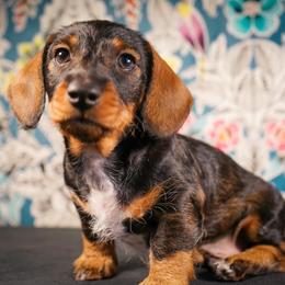 Dachshund Puppies from Shining A Lowriders & Co.