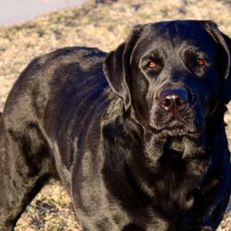Labrador Retrievers from Blue Line Labradors