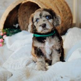 Green girl - Merle female Cockapoo puppy in Missoula, Montana from Big Sky Cockapoos