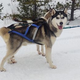 Valryck - Siberian Husky