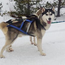 Valryck - Siberian Husky