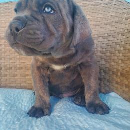 Cane Corso Puppies from Willow’s Meadow