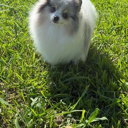 Raynn - Pomeranian