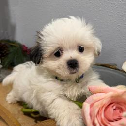 Snowball - White male Maltipoo puppy in Chariton, Iowa from Mia Lucky Home