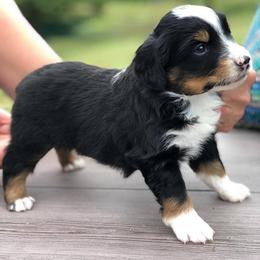 Miniature Australian Shepherd and Toy Australian Shepherd Puppies from Crazy 8 Toy/ Mini Aussies