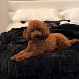 Trigger - Poodle