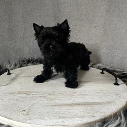 Blitzen - Black and gold male Yorkshire Terrier puppy in Pana, Illinois from Lucky Star Yorkies