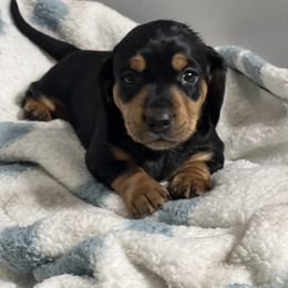 Dachshund Puppies from Dachshund world
