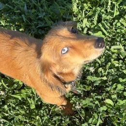 Dachshunds from Ky’s Dachshunds