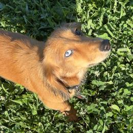 Dachshunds from Ky’s Dachshunds