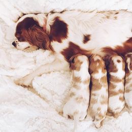 Cavalier King Charles Spaniel and Poodle Puppies from Red Skye Cavaliers