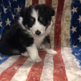 Boy 1 - Shetland Sheepdog puppy in Idaho from Bloxham Blue Shelties and Corgis