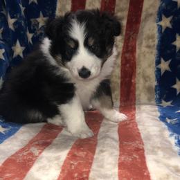 Boy 1 - Shetland Sheepdog puppy in Idaho from Bloxham Blue Shelties and Corgis