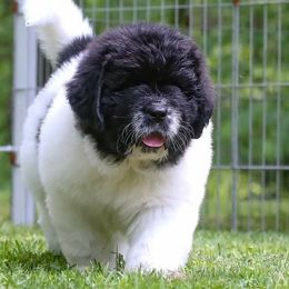 Newfoundland Puppies from Kodiak Acres
