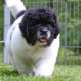 Newfoundland Puppies from Kodiak Acres