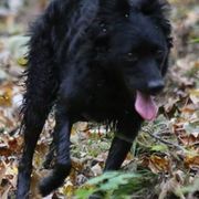 Mudis from Aviron Kennels