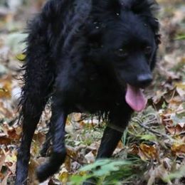 Mudis from Aviron Kennels