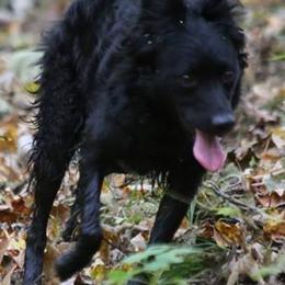 Mudis from Aviron Kennels
