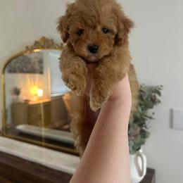 Aussiedoodle and Poodle Puppies from Mountaintop Paws