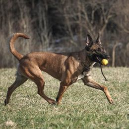Psych  - Belgian Malinois