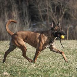 Psych  - Belgian Malinois