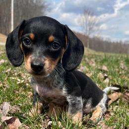 Pink - Piebald female Dachshund puppy in Mount Carmel, Tennessee from HS Goldens