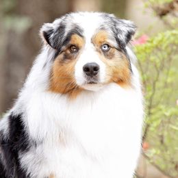 Jack - Australian Shepherd