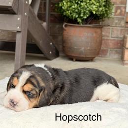 Hopscotch - Black tan and white female Beagle puppy in Mansfield, Missouri from Rippee Creek Kennel