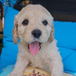Fin - Cream male Cockapoo puppy in Indiahoma, Oklahoma from Phamily Doodles