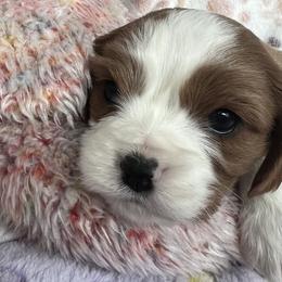 Winnie - AKC - Blenheim female Cavalier King Charles Spaniel puppy in Mc Louth, Kansas from Harmony Valley Cavaliers & Havanese