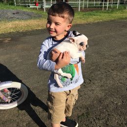 Boston Terrier, Companion Cross, and French Bulldog Puppies from High Plains French Bulldogs,Boston Terriers and Frenchtons.