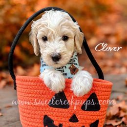 Clover - Fawn and white male Sheepadoodle puppy in Cambridge, Ohio from Sweet Creek Pups