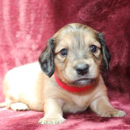 Hero (Red Band) - Cream male Dachshund puppy in Raleigh, North Carolina from McLovin Doxies