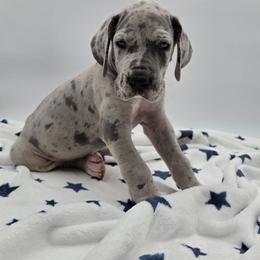 Apollo - Merle male Great Dane puppy in Kannapolis, North Carolina from Carolina Great Danes & Toy Poodles