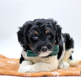 Mr. Green - Black white and tan male English Springer Spaniel puppy in Kendall, New York from Family Raised Doodles
