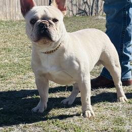 Moonshine - Cream male French Bulldog puppy in Amarillo, Texas from Bomb City Bulldogs