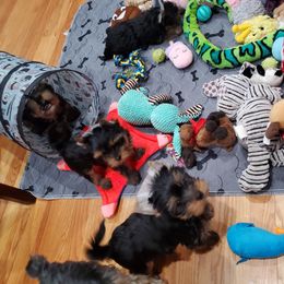 Yorkshire Terrier Puppies from Yorkie Puppies Redwood Ranch Chicago