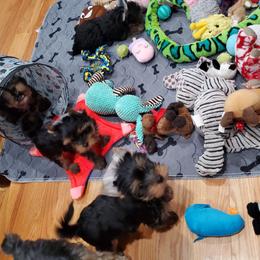 Yorkshire Terrier Puppies from Yorkie Puppies Redwood Ranch Chicago